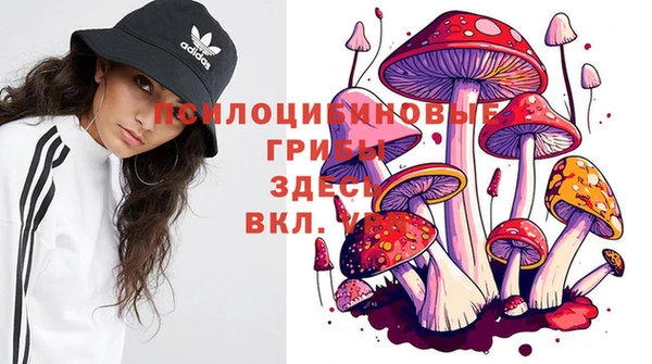 шишки Магас