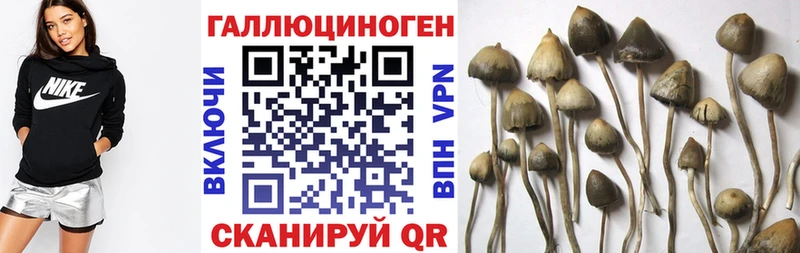 Псилоцибиновые грибы Cubensis  Купить закладки  Лениногорск 